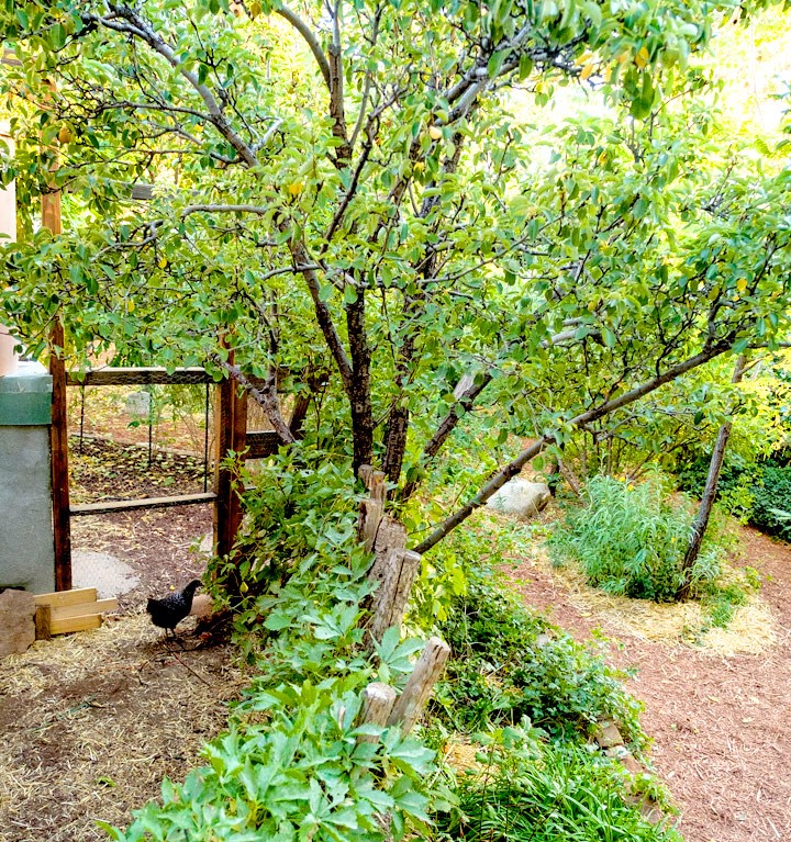 054-landscaping-chicken-coop-crop